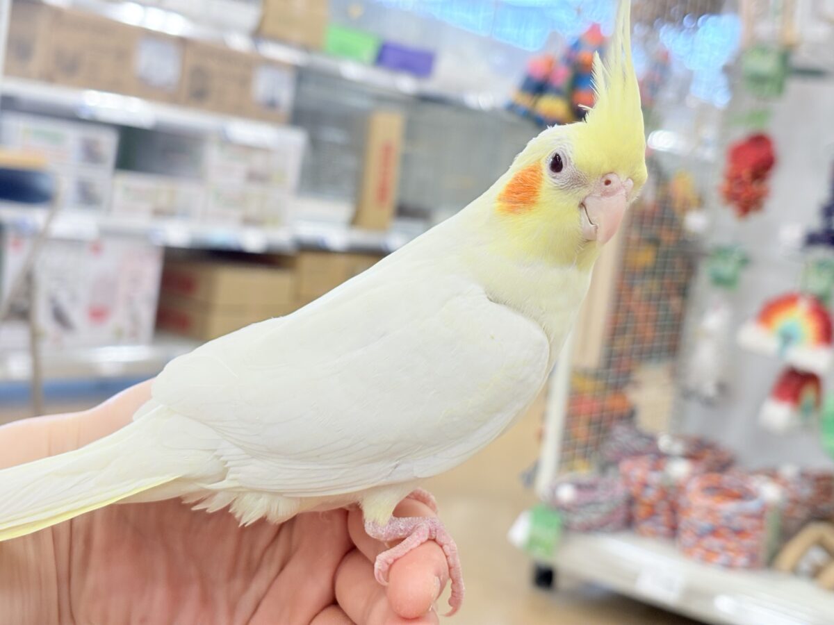 オカメインコ