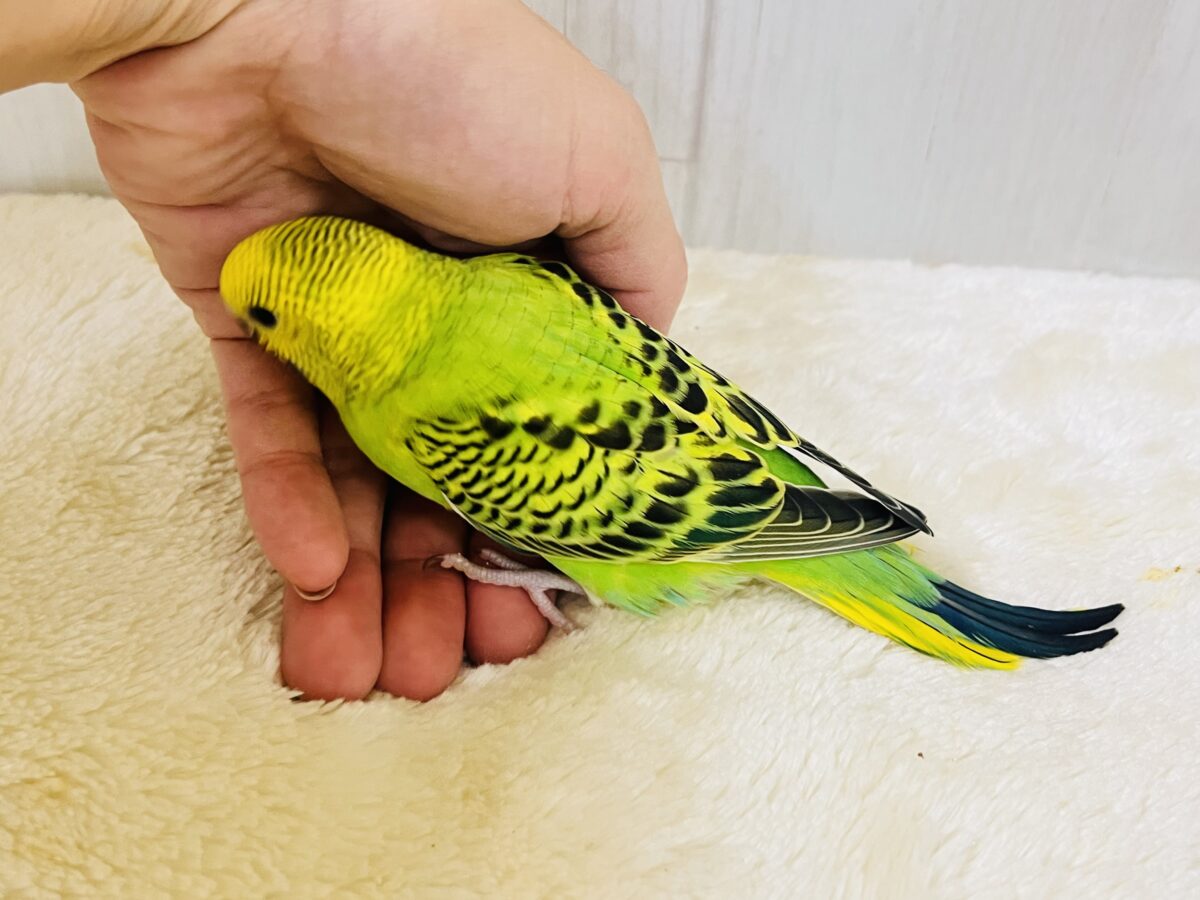 画像更新☆パキパキっとハッキリカラー💛💚セキセイインコのヒナ(グリーンオパーリン)入荷しました❤️ セキセイインコ