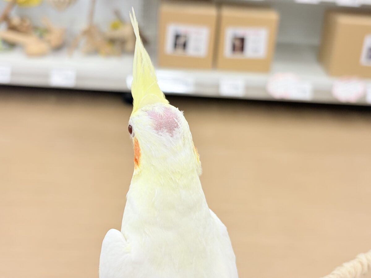 キリッと顔の甘々ちゃん🐥💖オカメインコ(ルチノー) オカメインコ