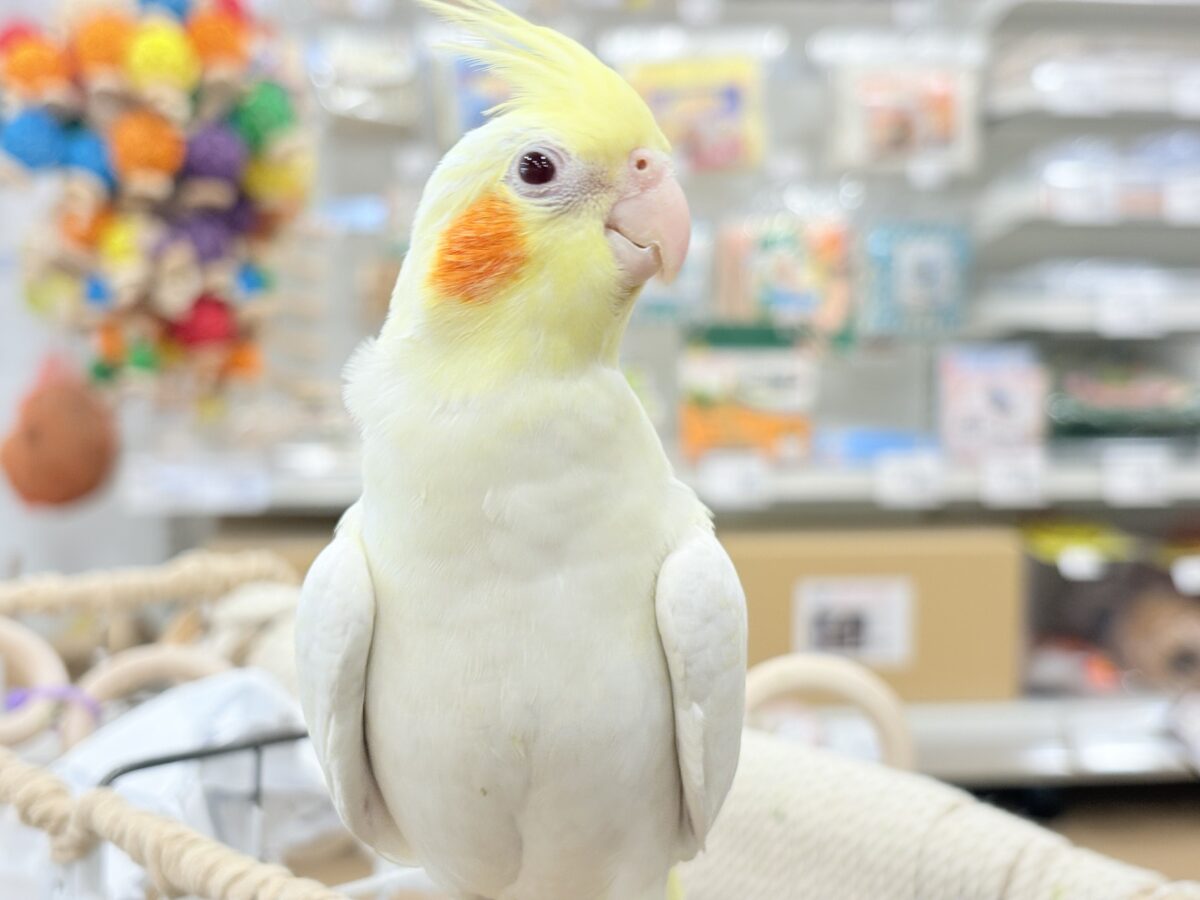 オカメインコ