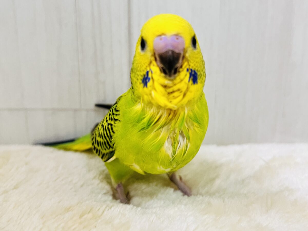 セキセイインコ
