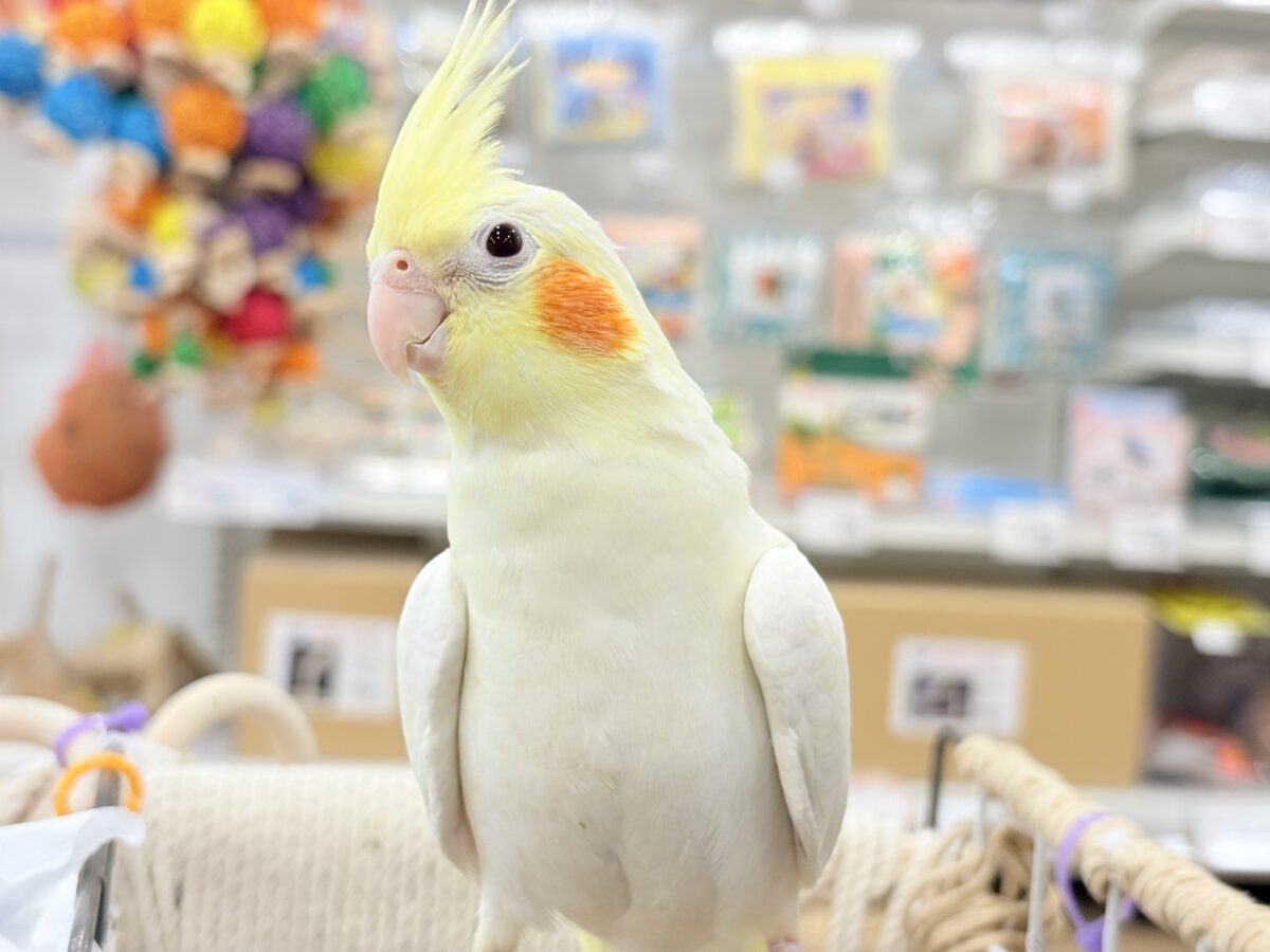 オカメインコ