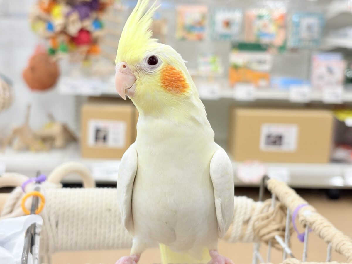 キリッと顔の甘々ちゃん🐥💖オカメインコ(ルチノー) オカメインコ