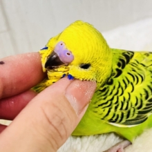 画像更新☆パキパキっとハッキリカラー💛‪💚‪セキセイインコのヒナ(グリーンオパーリン)入荷しました❤️