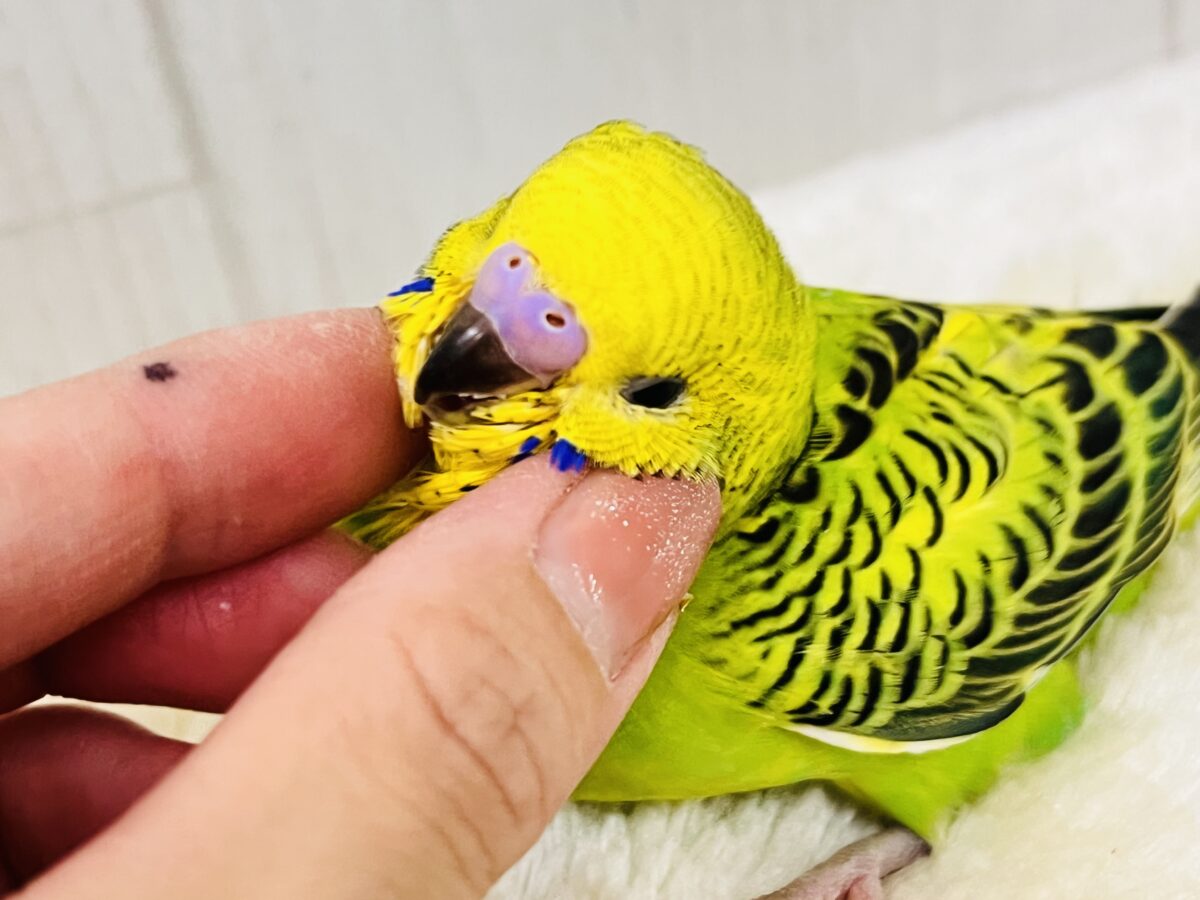 画像更新☆パキパキっとハッキリカラー💛‪💚‪セキセイインコのヒナ(グリーンオパーリン)入荷しました❤️