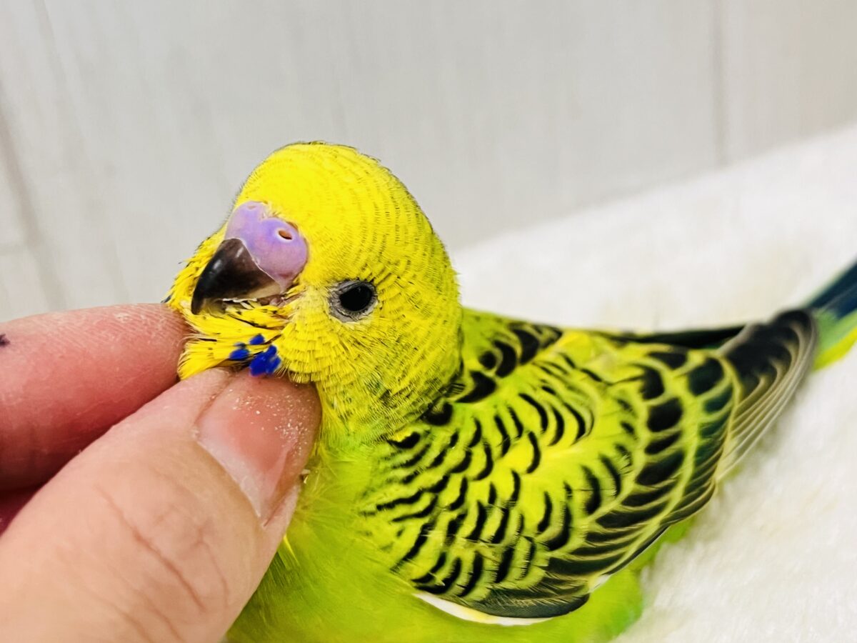 画像更新☆パキパキっとハッキリカラー💛💚セキセイインコのヒナ(グリーンオパーリン)入荷しました❤️ セキセイインコ