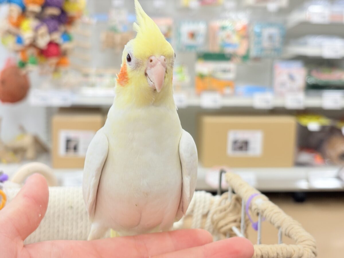 オカメインコ
