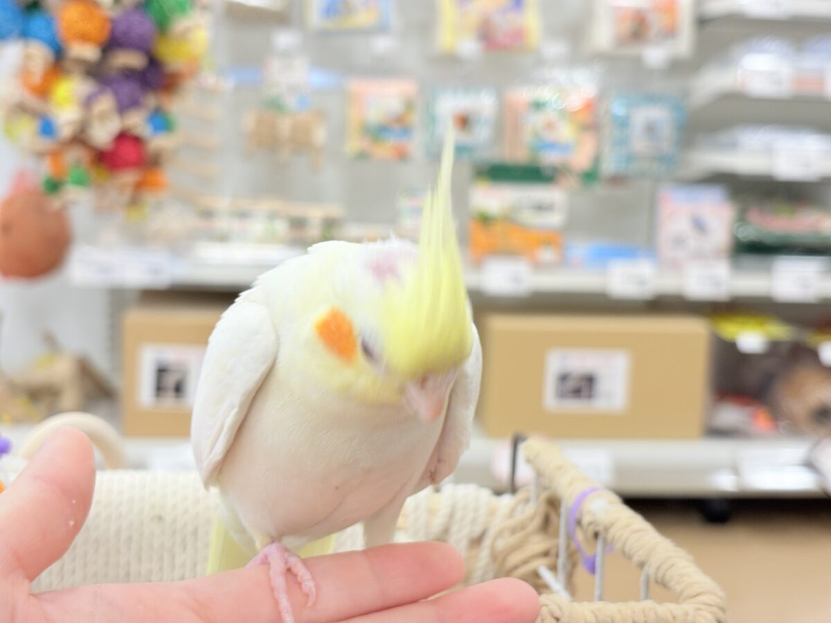 オカメインコ