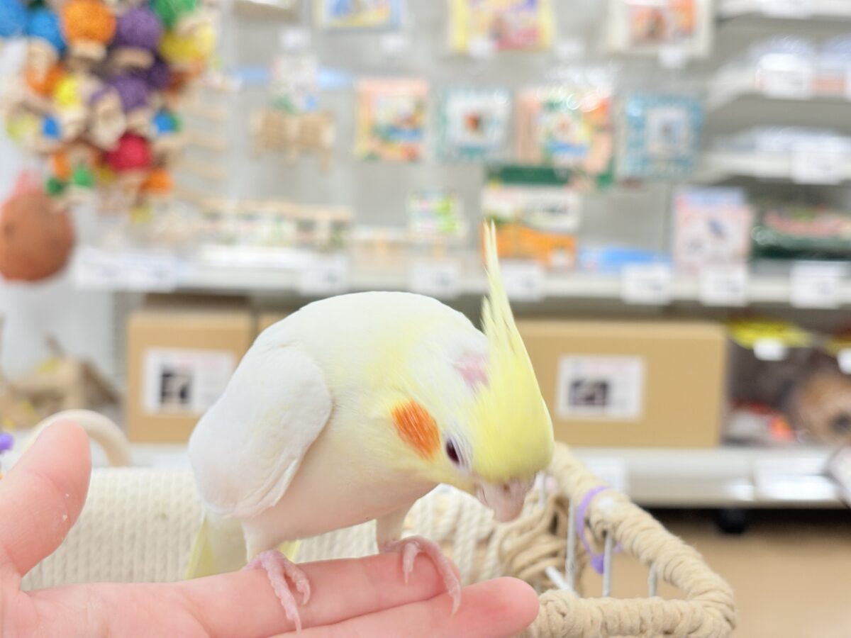 オカメインコ