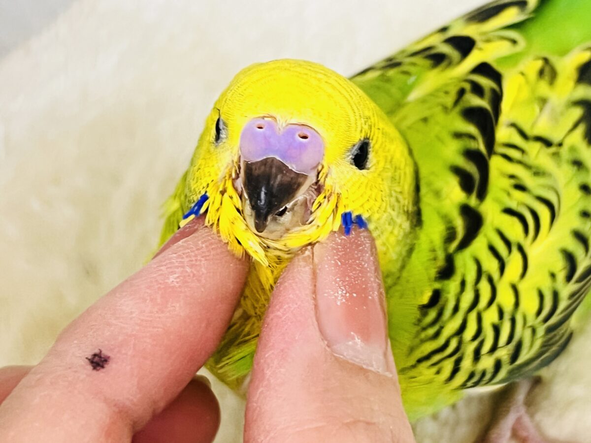画像更新☆パキパキっとハッキリカラー💛💚セキセイインコのヒナ(グリーンオパーリン)入荷しました❤️ セキセイインコ