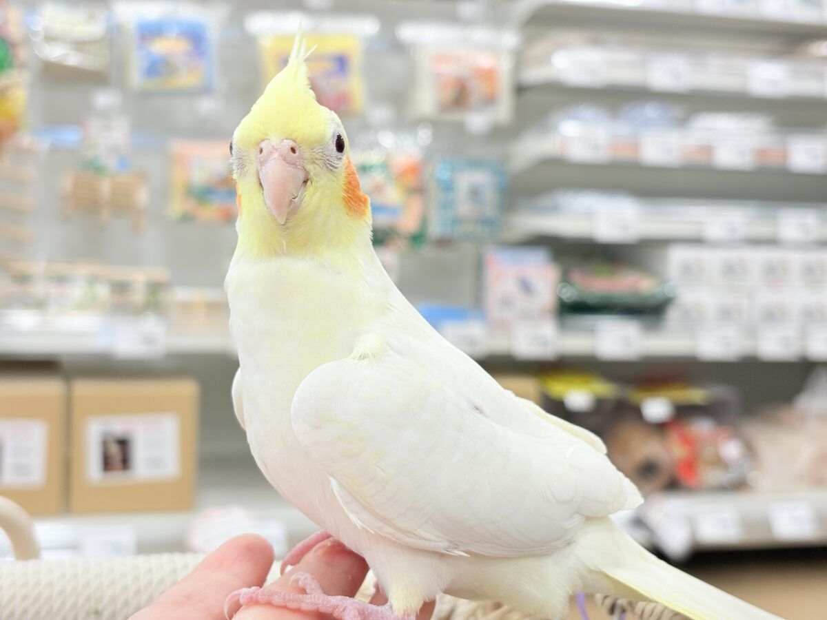 キリッと顔の甘々ちゃん🐥💖オカメインコ(ルチノー) オカメインコ
