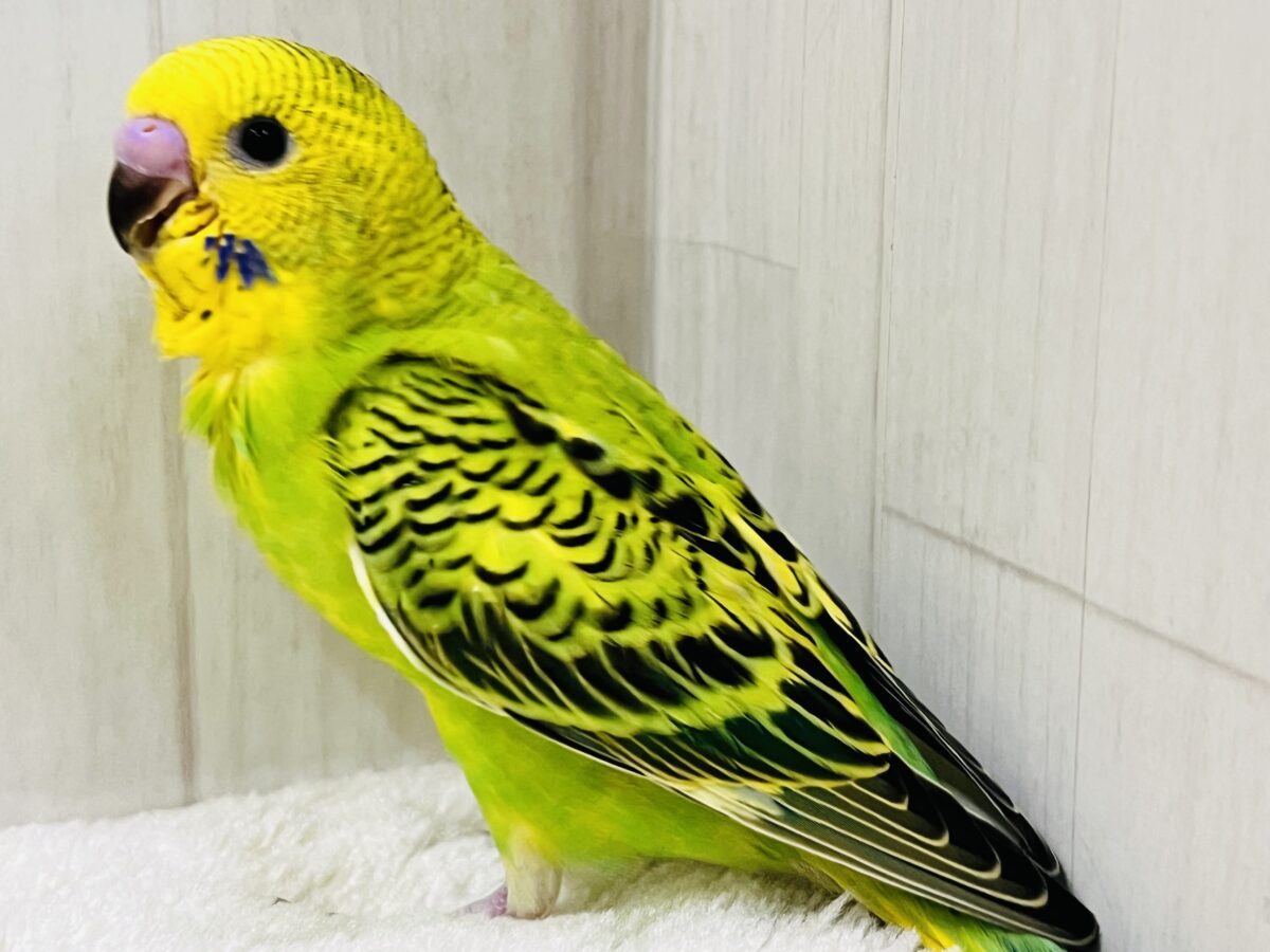 セキセイインコ