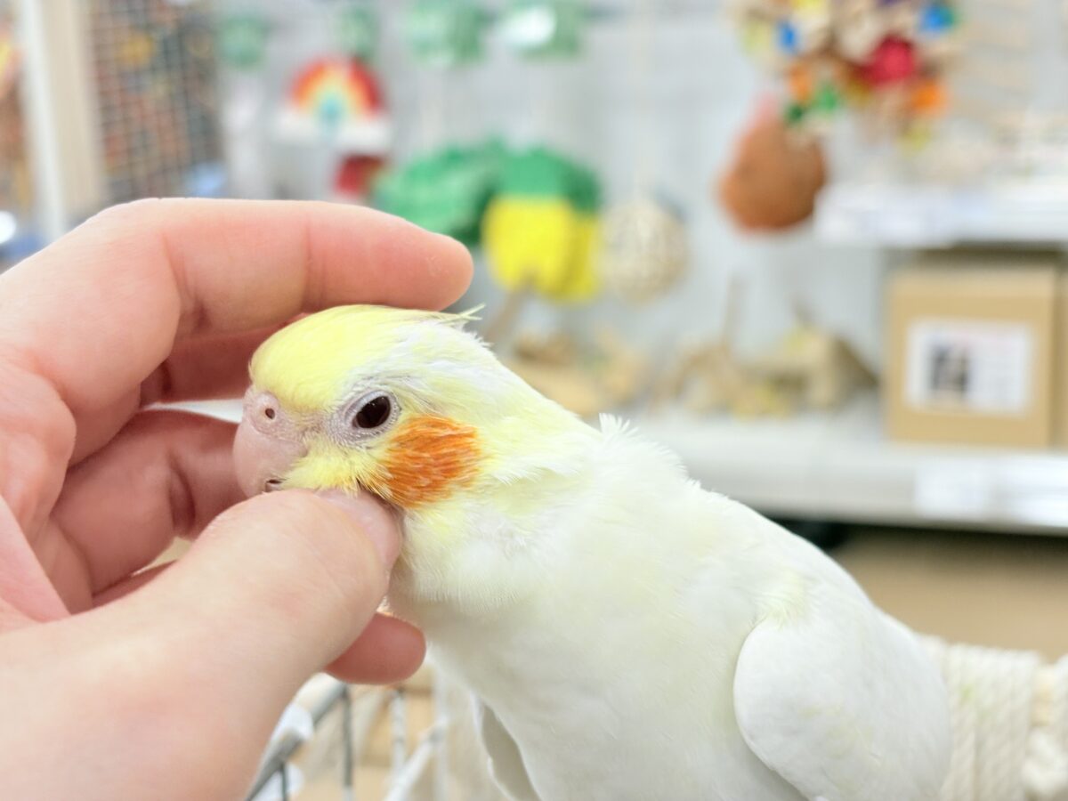 オカメインコ