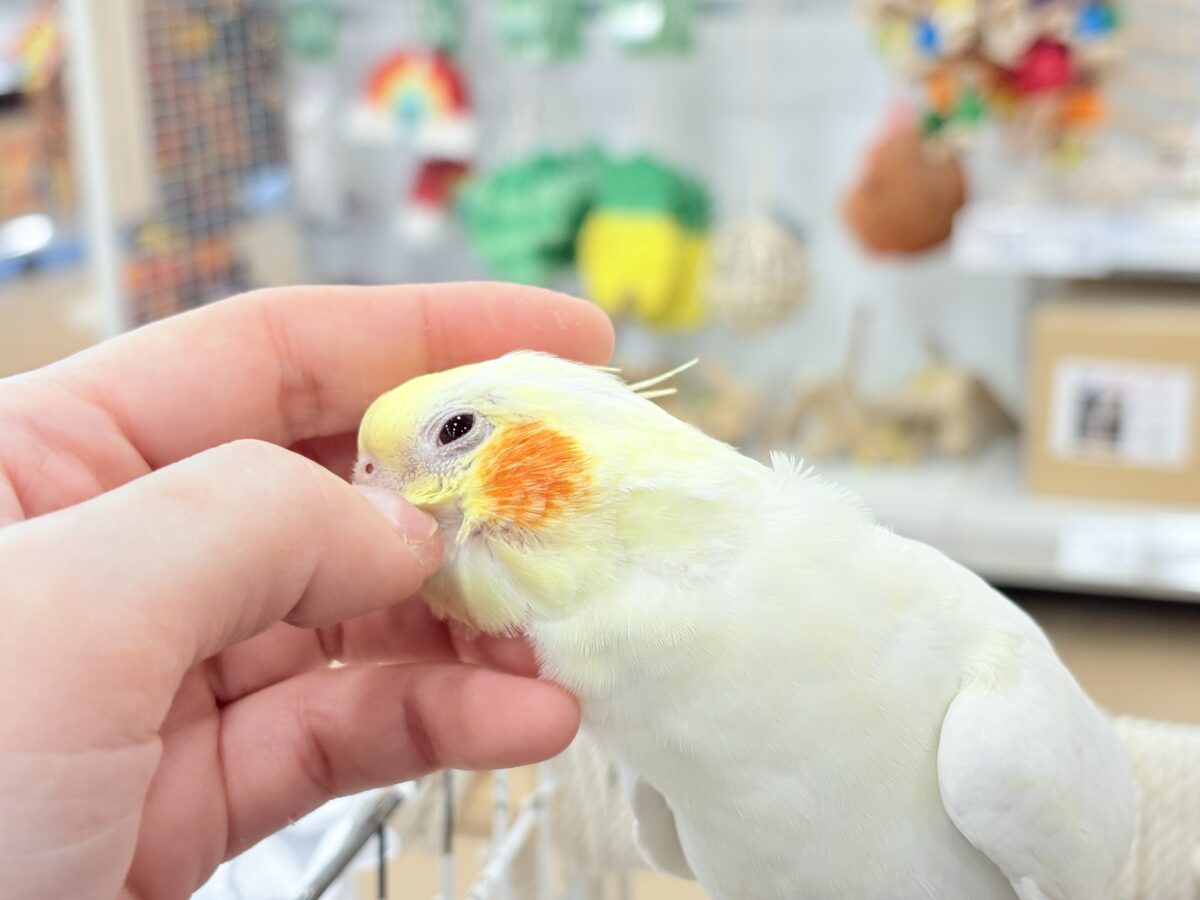 オカメインコ