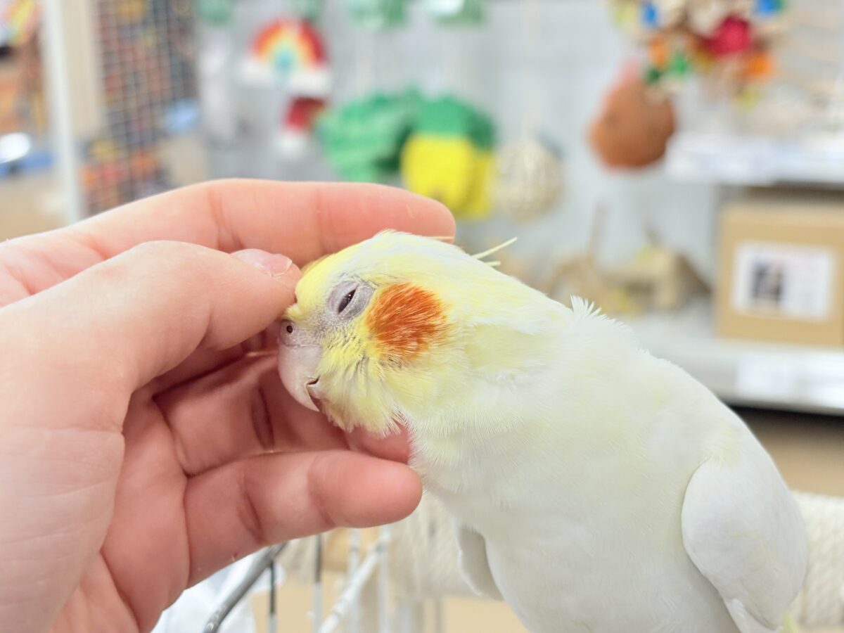 キリッと顔の甘々ちゃん🐥💖オカメインコ(ルチノー) オカメインコ