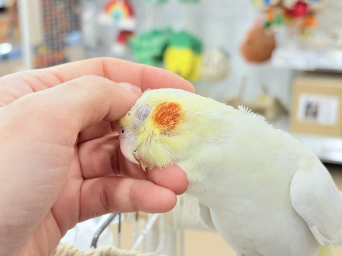 キリッと顔の甘々ちゃん🐥💖オカメインコ(ルチノー) オカメインコ