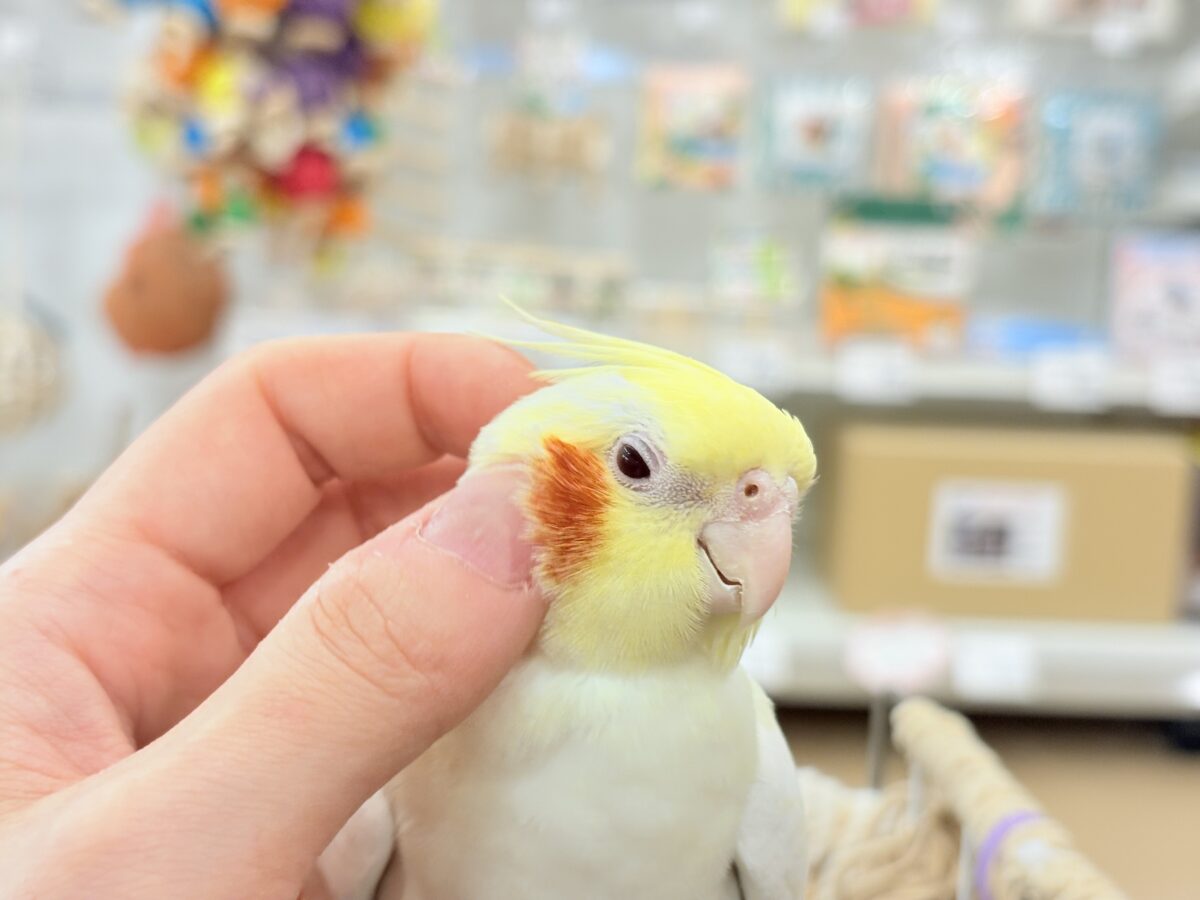 オカメインコ