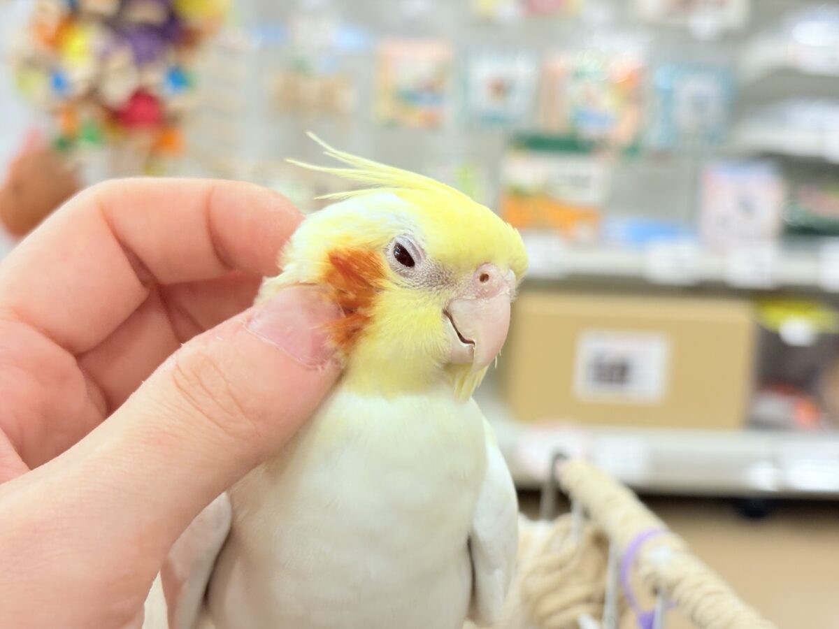 オカメインコ