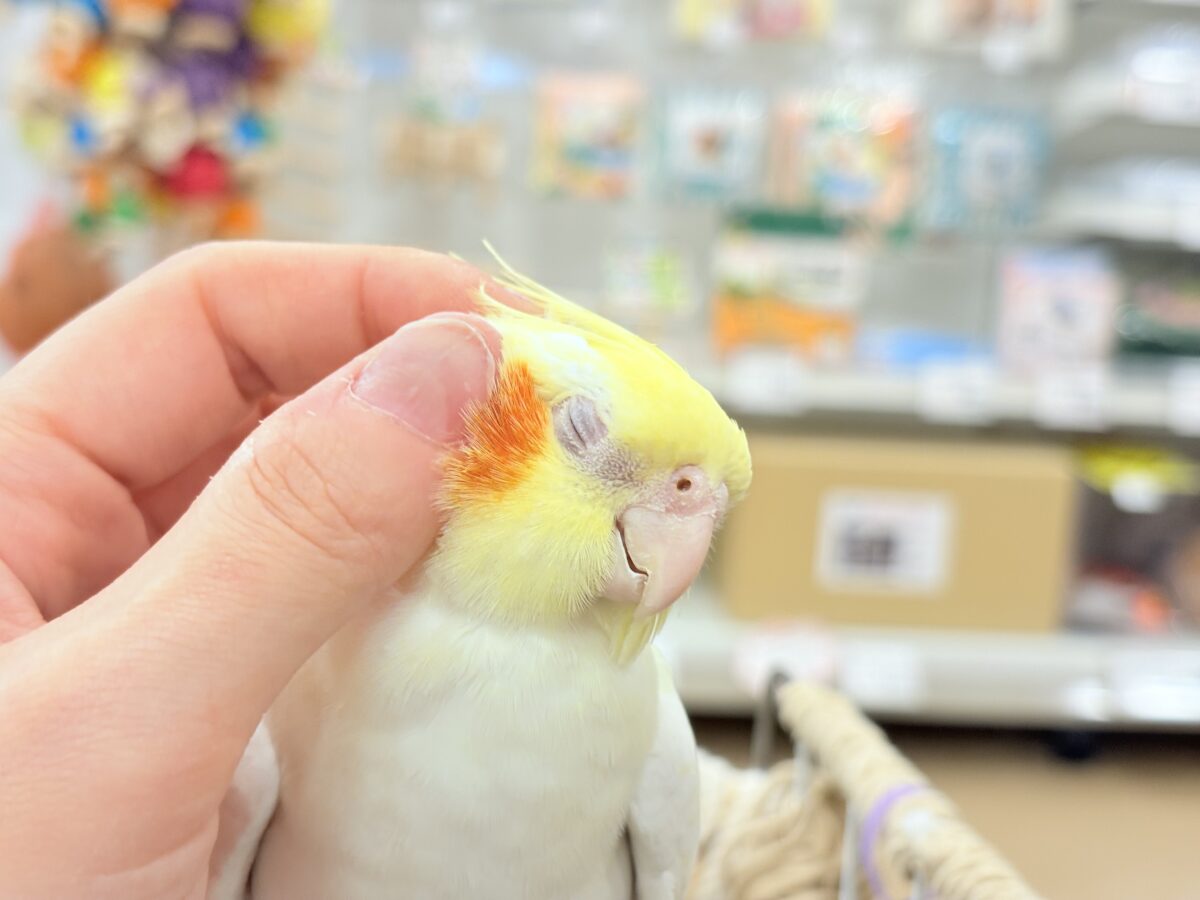 オカメインコ