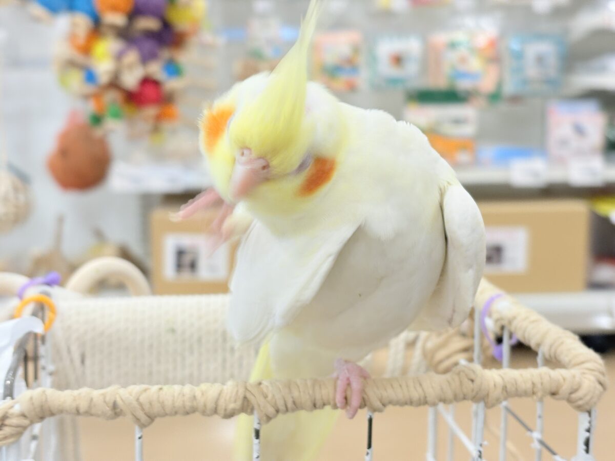 オカメインコ