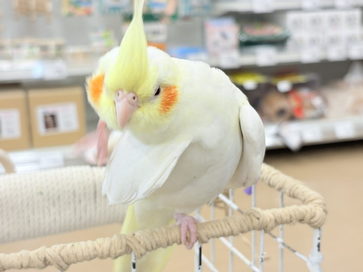 オカメインコ