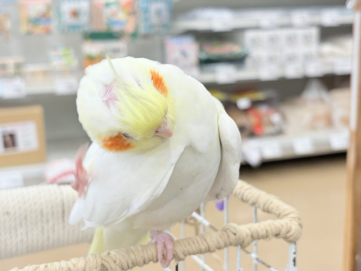 オカメインコ