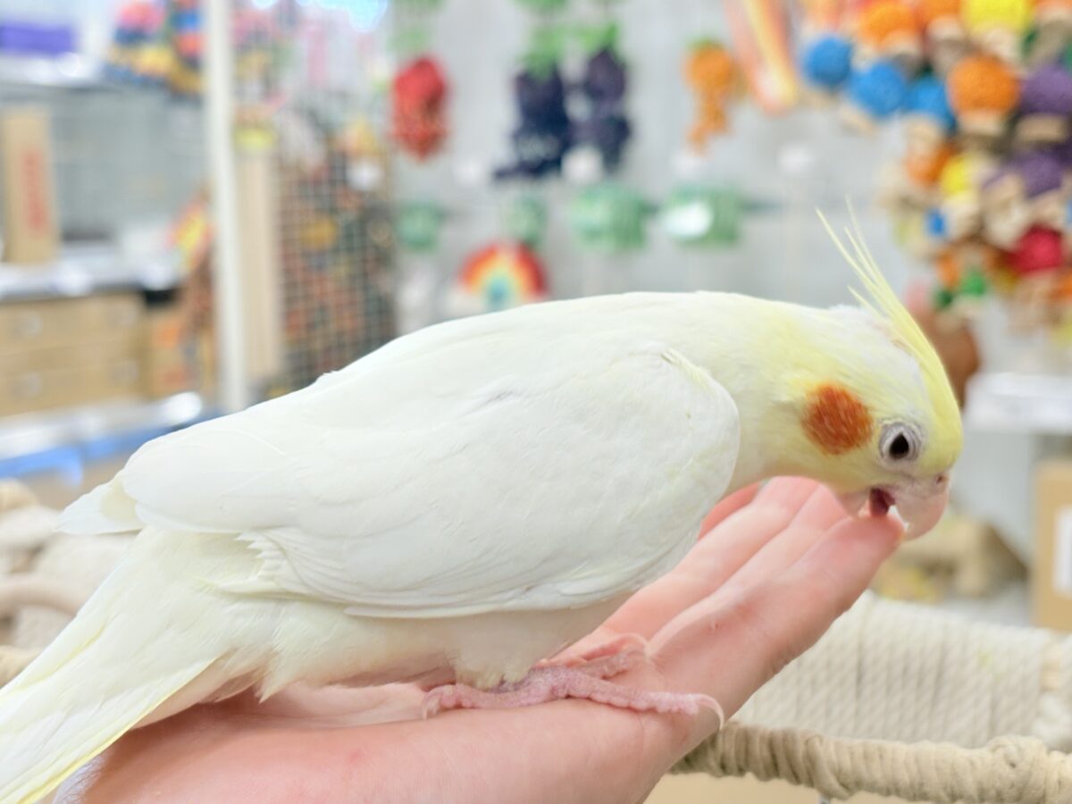 キリッと顔の甘々ちゃん🐥💖オカメインコ(ルチノー) オカメインコ