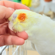 キリッと顔の甘々ちゃん🐥💖オカメインコ(ルチノー)