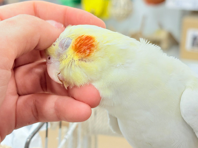 キリッと顔の甘々ちゃん🐥💖オカメインコ(ルチノー) キリッと顔の甘々ちゃん🐥💖オカメインコ(ルチノー)