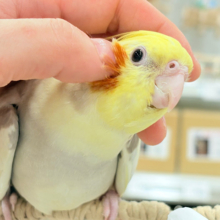 お顔とカラーに癒される🐥🫧オカメインコ(シナモンパイド)