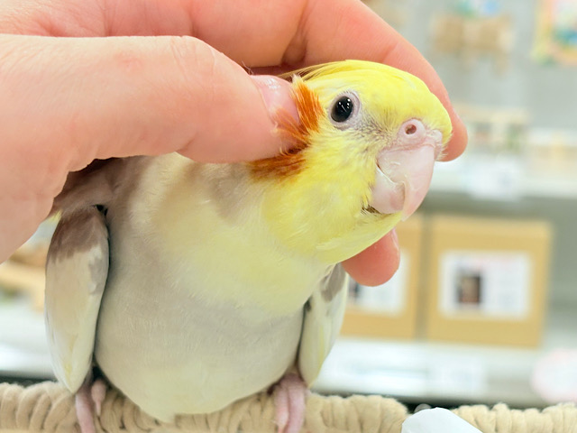 お顔とカラーに癒される🐥🫧オカメインコ(シナモンパイド) お顔とカラーに癒される🐥🫧オカメインコ(シナモンパイド)
