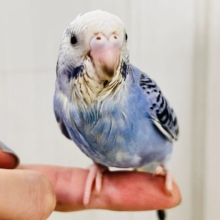 最新画像更新❤️濃い濃い💙美しいサファイアブルー💎セキセイインコ（ブルーオパーリン ）