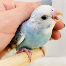 画像更新☆ぱやっと爽やかソーダ🫧セキセイインコのブルースパングル🌟