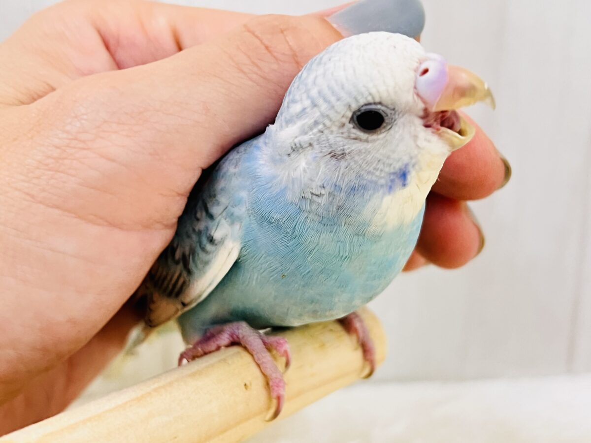 画像更新☆ぱやっと爽やかソーダ🫧セキセイインコのブルースパングル🌟