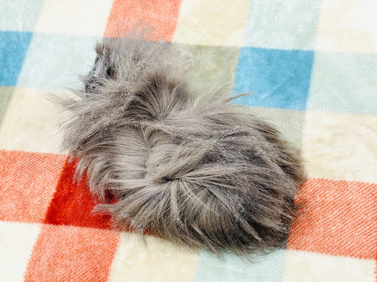 ペルビアンモルモット