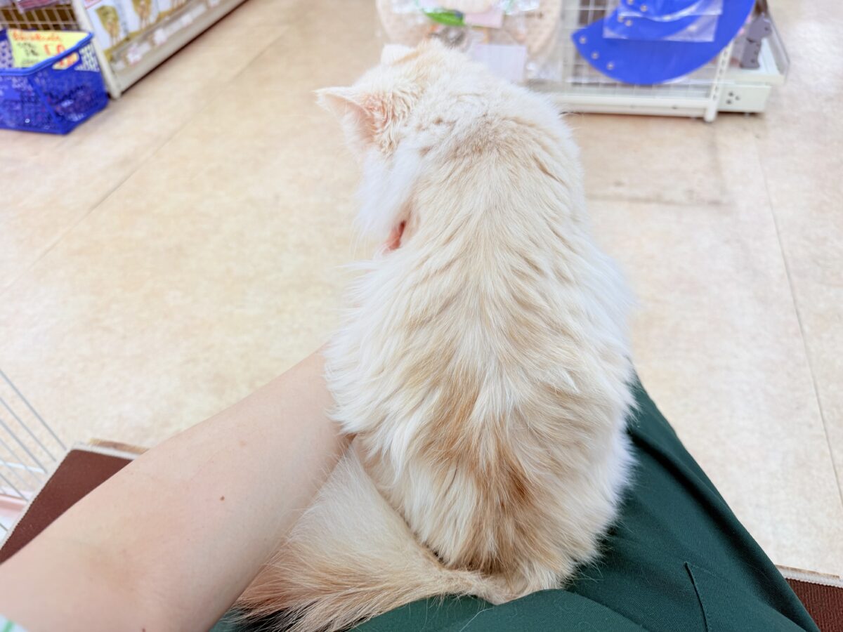 ミヌエット