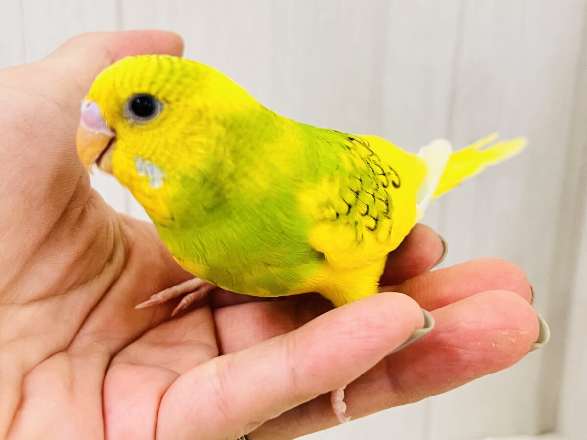 セキセイインコ