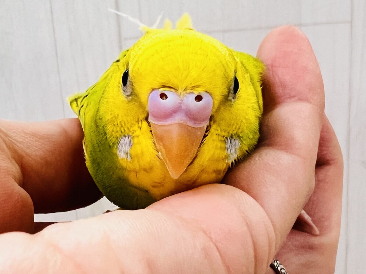 セキセイインコ