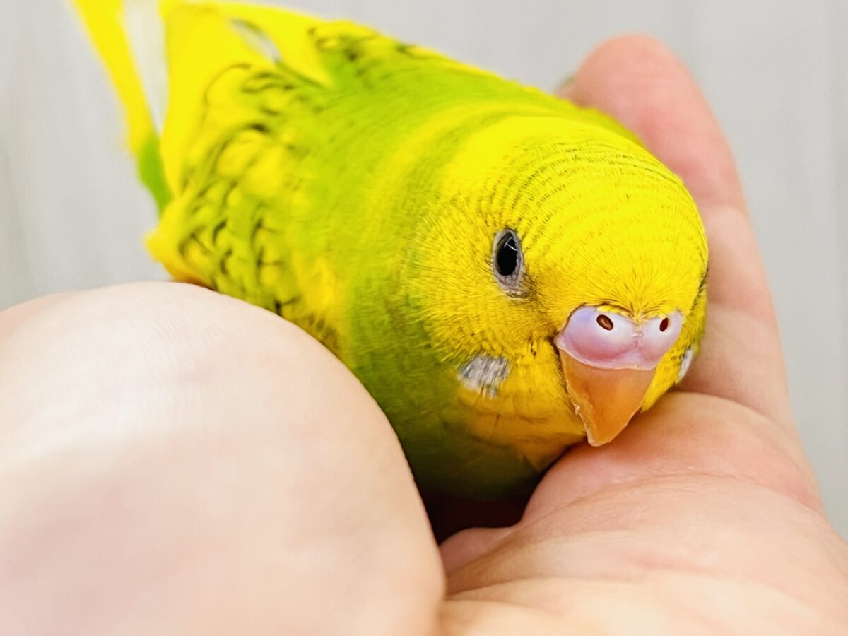 セキセイインコ