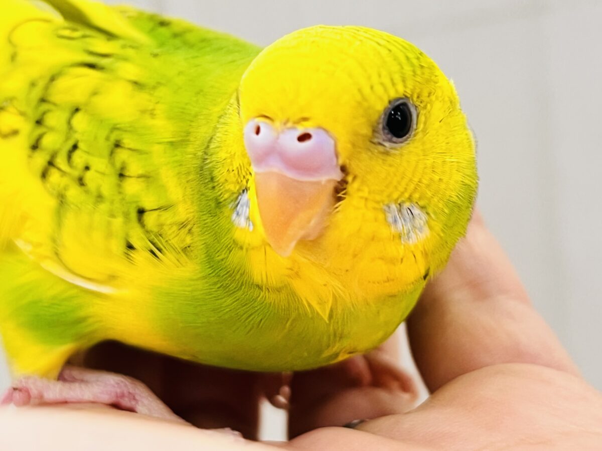 セキセイインコ