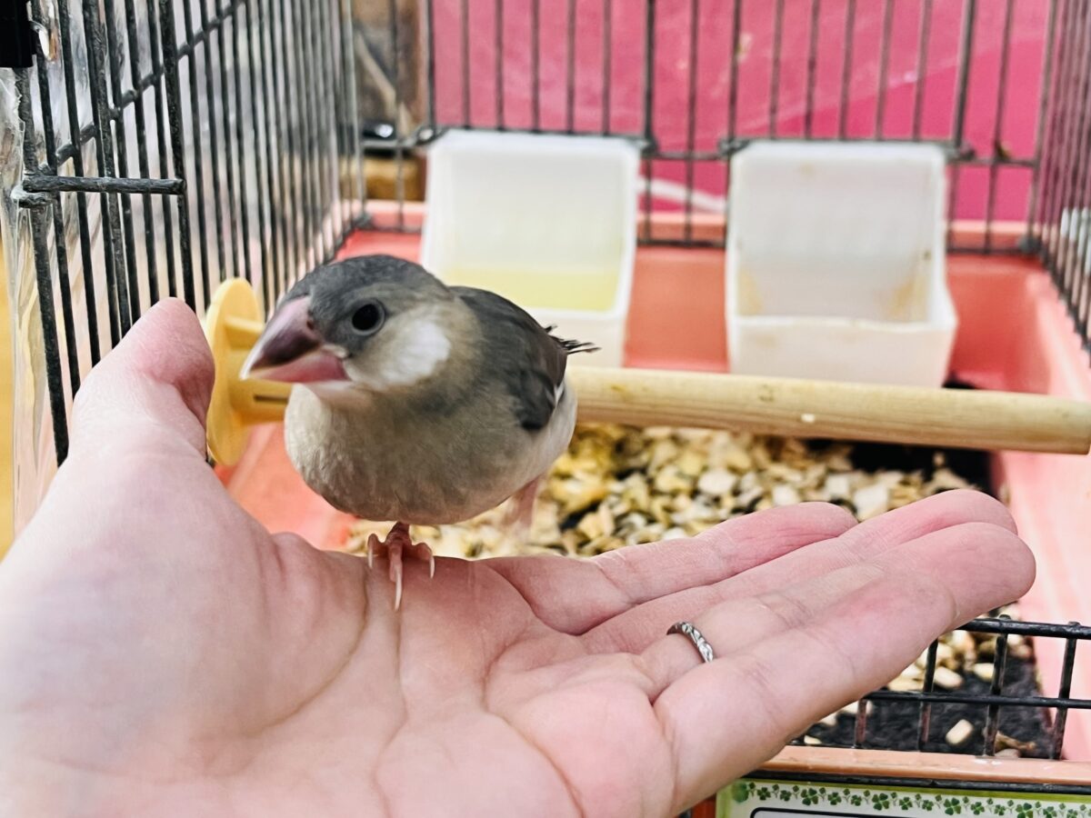 桜文鳥