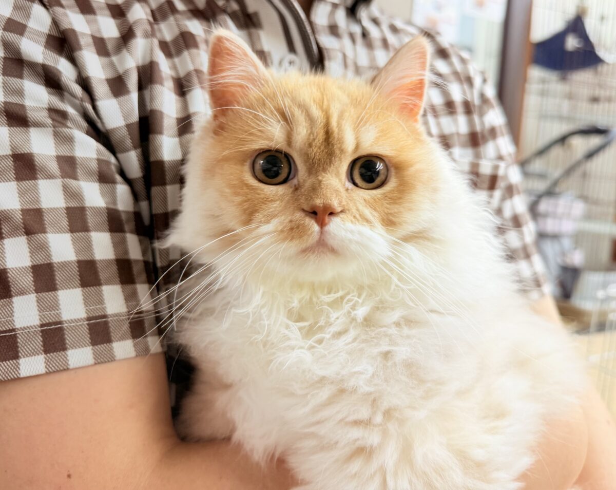 スコティッシュフォールド
