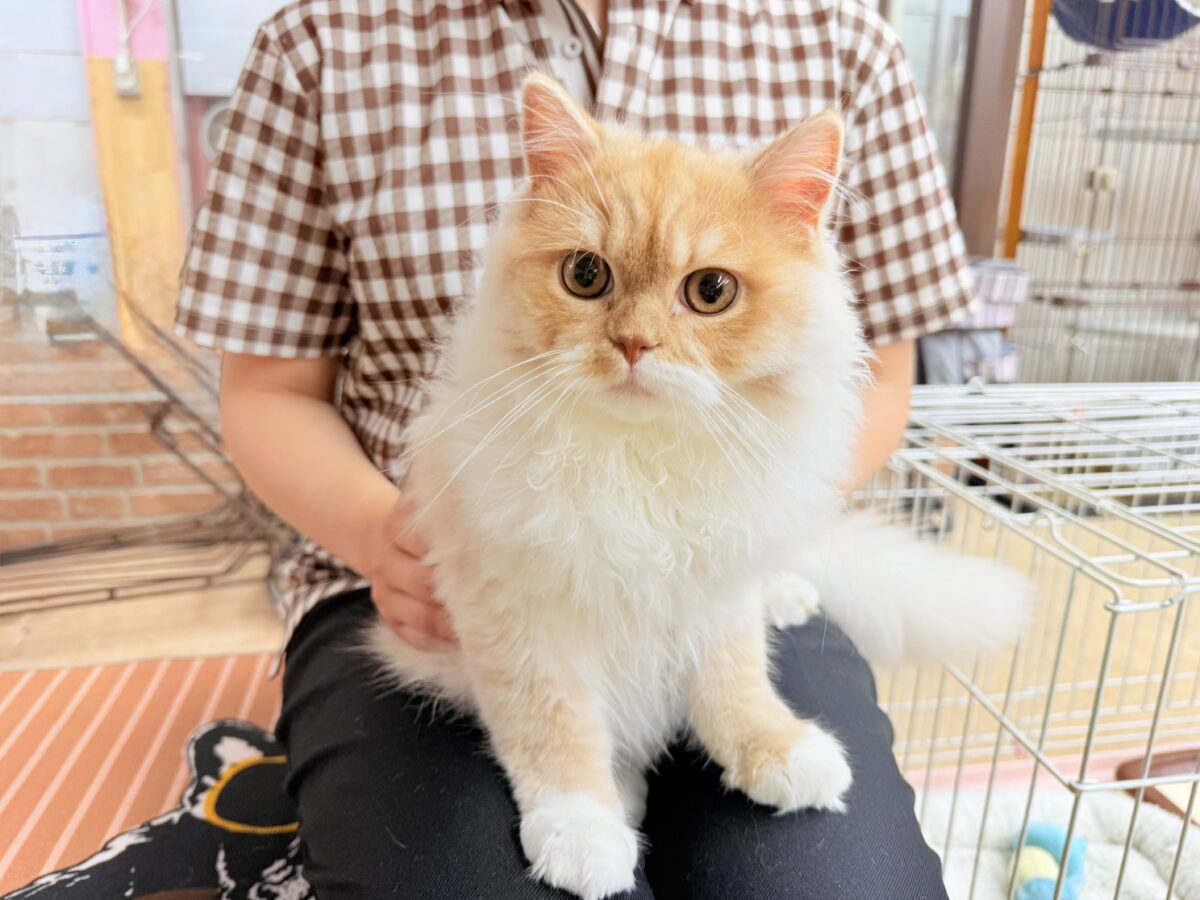 スコティッシュフォールド