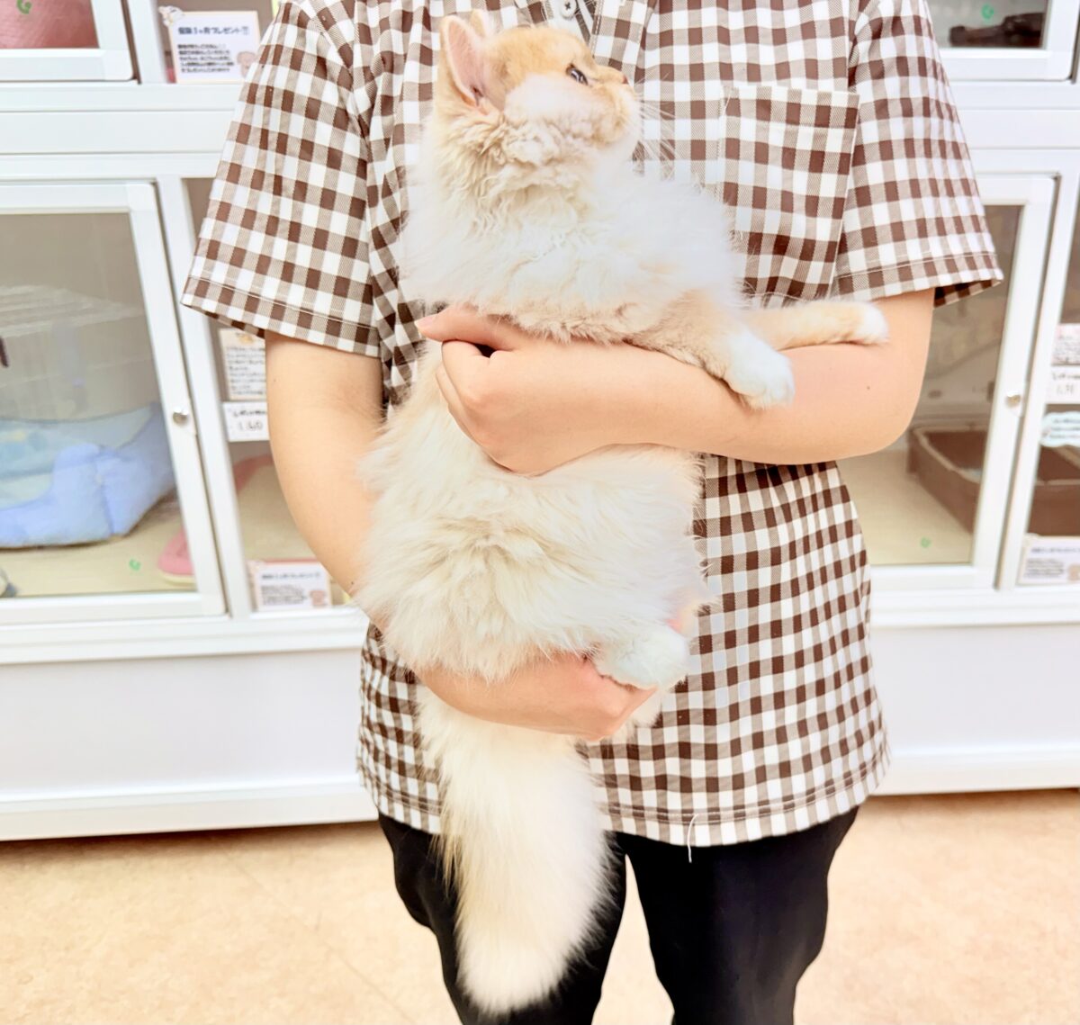 スコティッシュフォールド