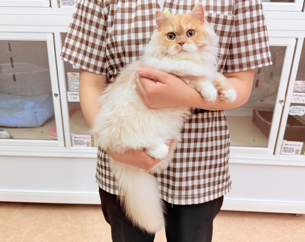 スコティッシュフォールド