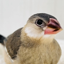 画像更新☆激甘なのよ♡ポーカーフェイス決め込んでます！桜文鳥です☆
