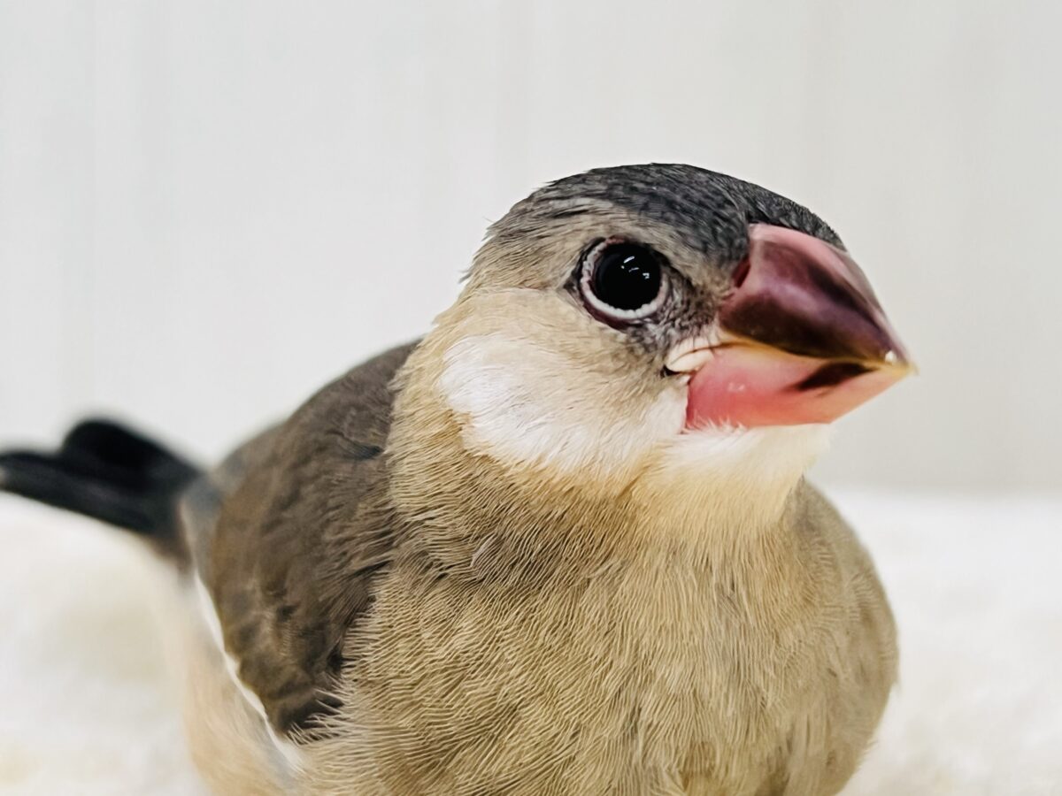 画像更新☆激甘なのよ♡ポーカーフェイス決め込んでます！桜文鳥です☆