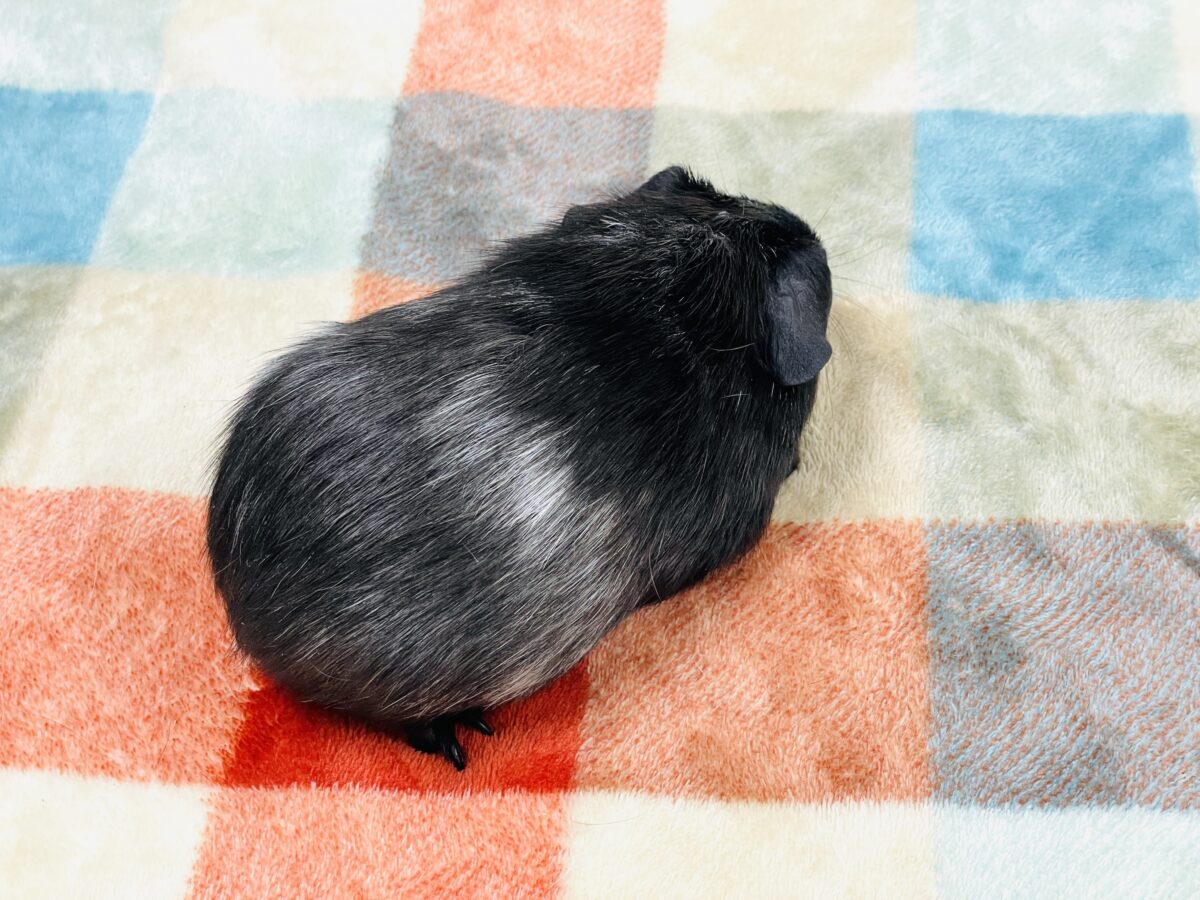 ロシアンモルモット