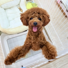 動画あり🎥最新画像📸トイプードル（レッド）男の子♫抱き心地満点のぬいぐるみ？店内お散歩マスターしました！