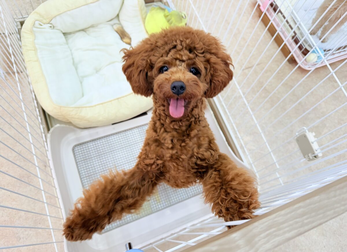動画あり🎥最新画像📸トイプードル（レッド）男の子♫抱き心地満点のぬいぐるみ？店内お散歩マスターしました！